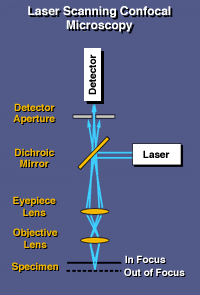 confocal microscopy diagram